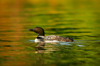 Common Loon