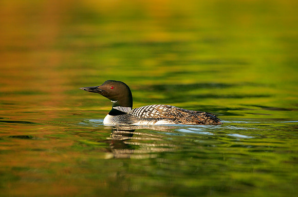 Common Loon